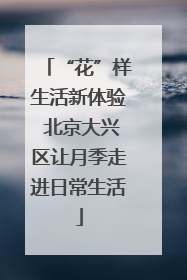 “花”样生活新体验 北京大兴区让月季走进日常生活