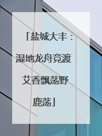 盐城大丰：湿地龙舟竞渡 艾香飘荡野鹿荡