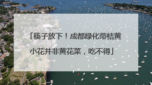 筷子放下！成都绿化带桔黄小花并非黄花菜，吃不得