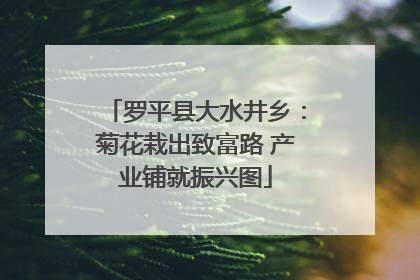 罗平县大水井乡：菊花栽出致富路 产业铺就振兴图