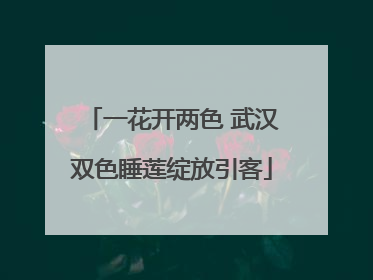一花开两色 武汉双色睡莲绽放引客