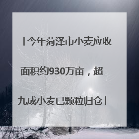 今年菏泽市小麦应收面积约930万亩，超九成小麦已颗粒归仓