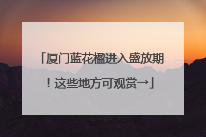 厦门蓝花楹进入盛放期！这些地方可观赏→