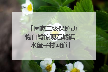 国家二级保护动物白鹭惊现石城镇水堡子村河道