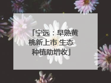 宁远：早熟黄桃新上市 生态种植助增收