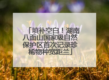 填补空白！湖南八面山国家级自然保护区首次记录珍稀物种宽距兰