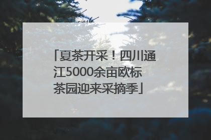 夏茶开采！四川通江5000余亩欧标茶园迎来采摘季