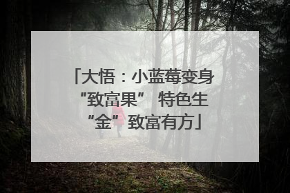 大悟：小蓝莓变身“致富果” 特色生“金”致富有方