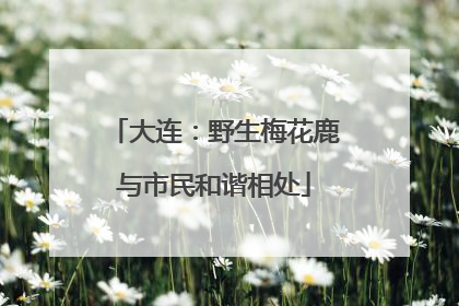 大连：野生梅花鹿与市民和谐相处