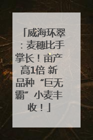 威海环翠：麦穗比手掌长！亩产高1倍 新品种“巨无霸”小麦丰收！