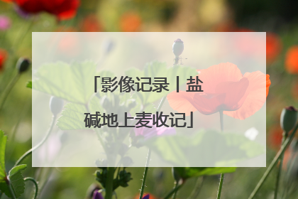 影像记录丨盐碱地上麦收记