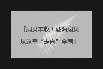 扇贝丰收！威海扇贝从这里“走向”全国
