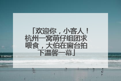 欢迎你，小客人！杭州一窝萌仔组团求喂食，大伯在窗台拍下温馨一幕