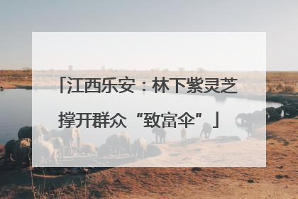 江西乐安：林下紫灵芝撑开群众“致富伞”
