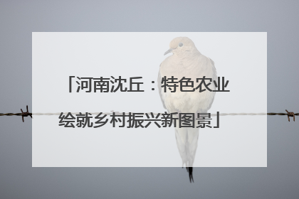 河南沈丘：特色农业绘就乡村振兴新图景