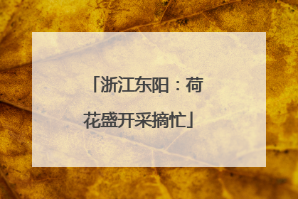 浙江东阳：荷花盛开采摘忙