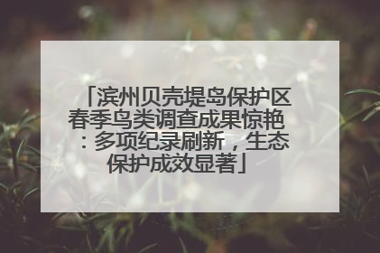 滨州贝壳堤岛保护区春季鸟类调查成果惊艳：多项纪录刷新，生态保护成效显著