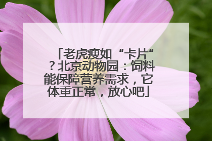 老虎瘦如“卡片”？北京动物园：饲料能保障营养需求，它体重正常，放心吧