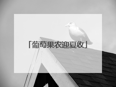 葡萄果农迎夏收