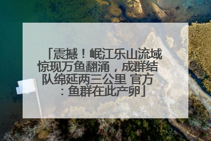 震撼！岷江乐山流域惊现万鱼翻涌，成群结队绵延两三公里 官方：鱼群在此产卵