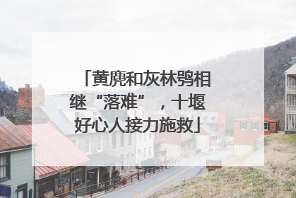 黄麂和灰林鸮相继“落难”，十堰好心人接力施救