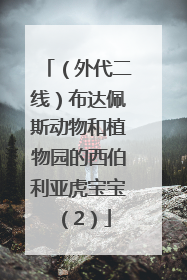 （外代二线）布达佩斯动物和植物园的西伯利亚虎宝宝（2）